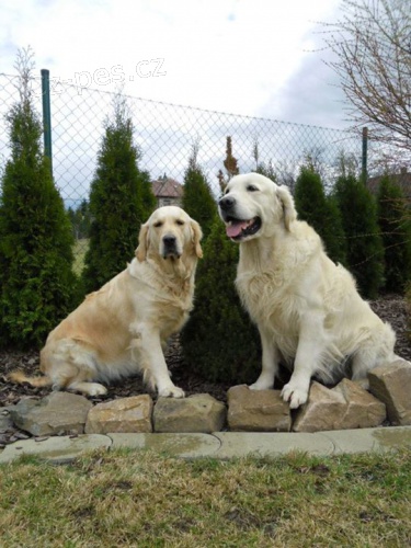 Zlat� retr�vr - zlat� �t���tka