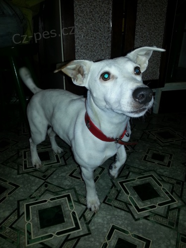 Jack russell terrier russel terier na kryt�