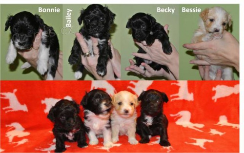 Havansk� ps�k / Bi�onek Havansk� s PP fenka