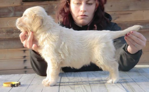 Zlat� retr�vr - kvalitn� �t��ata s PP