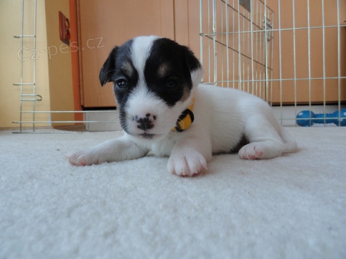 POSLEDN� fenka a pejsek JRT