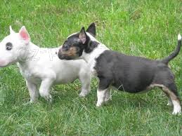 Samec a Samice mini bull teri�r �t��ata na prodej