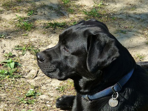 Kryt� Labradorsk�m retrievrem