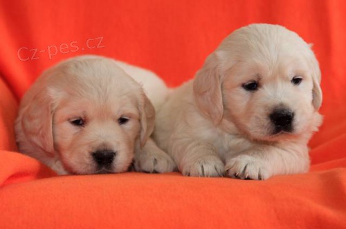 Zlat� retr�vr - golden retriever s PP