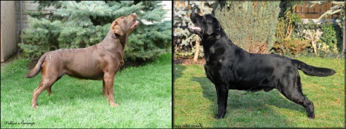 Labradorsk� retriever - �t���tka s PP