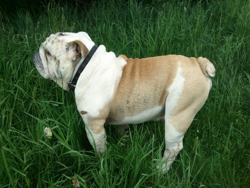 anglick� buldog ke kryt�