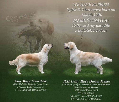 �t���tka Golden Retrievera