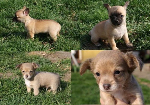 �ivava kr�tko i dlouhosrst�