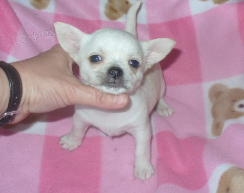 �ivava kr�tkosrst� s PP