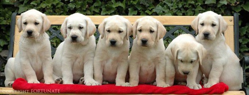 �lut� �t��ata labrador retrievera