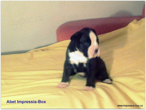 BOXER ��HAN� sPP,fenky,pejsek