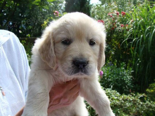 ZLAT� RETR�VR s PP