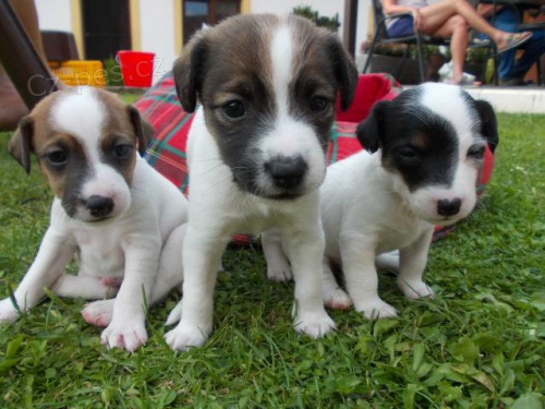 �t��ata Jack russell teri�r