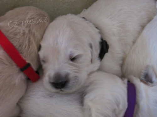 �T���TKA � ZLAT� RETRIEVER