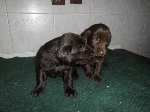 Flat Coated Retriever