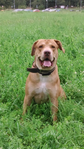 Pes ke kryt� labrador+pitbul