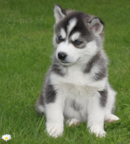 Sibi�sk� Husky �t��ata    