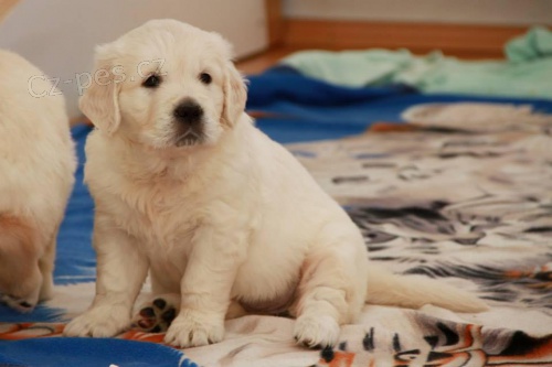 Zlat� retr�vr �t���tka s PP