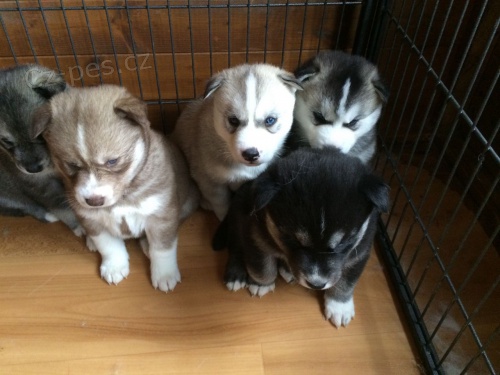 Husky �t��ata na prodej