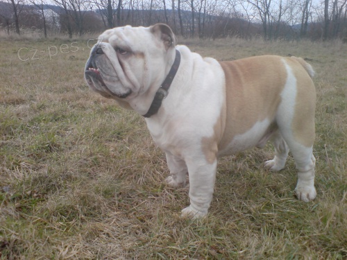 anglick� buldog ke kryt�