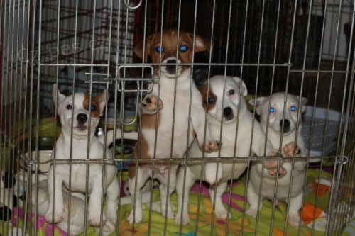 Jack Russel terier  - hladk� vrh