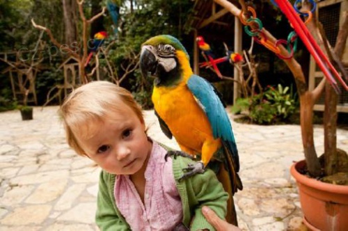 modr� a zlat� papou�ek + zdarma klec