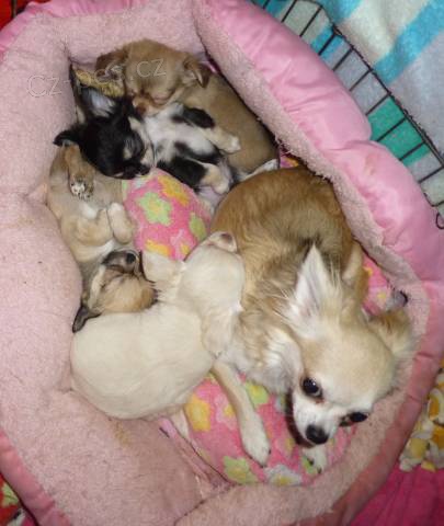 Nab�z�m k prodeji �t���tka �ivavy dlouhosrst� s PP