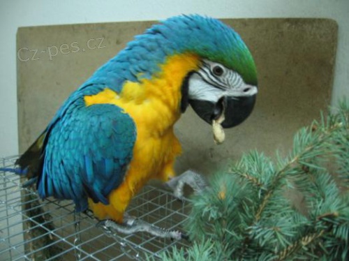 ڞasn� P�r papou�ek papou�ek