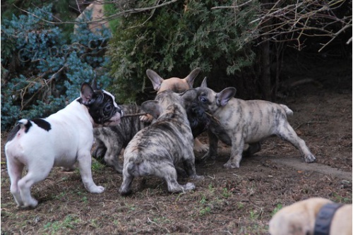 Francouzsk� buldo�ek �t��ata nyn� p�ipraven k 