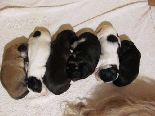 Havansk� ps�k �t��ata s PP