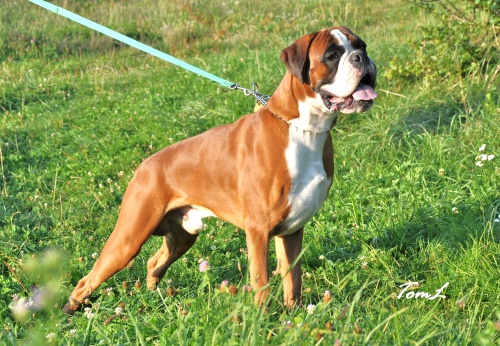 kryc� pes -n�meck� boxer