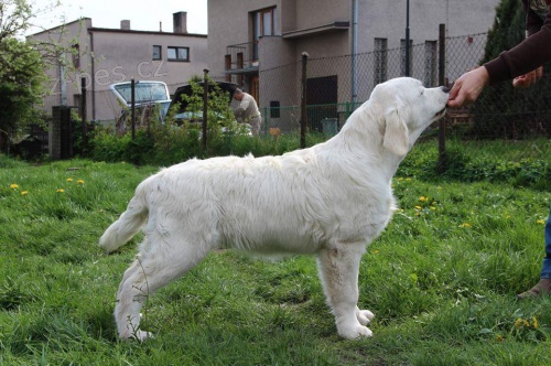 Zlat� retr�vr  s PP