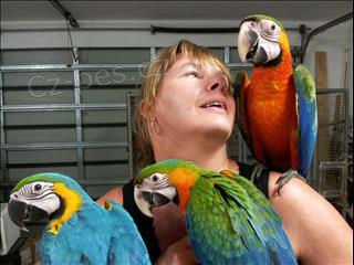 Roztomil� papou�ci na prodej.