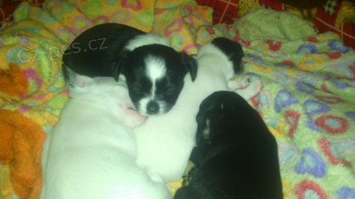 �ivavky k rezervaci