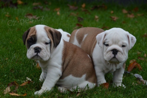 Anglick� buldog na predaj s PP