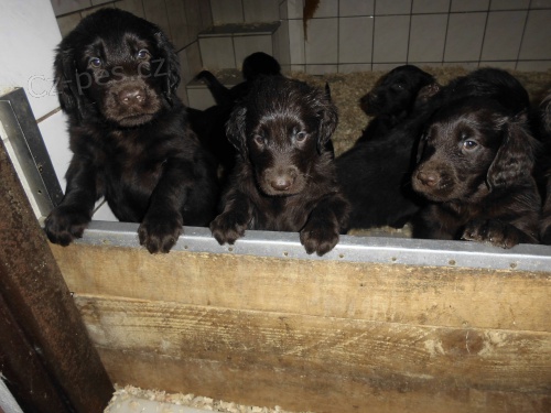 Flat Coated Retriever