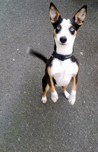 VesTaj (vesnick� tajemstv�) - pes ke kryt�