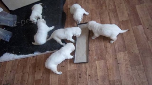 �t��ata Zlateho retr�vra