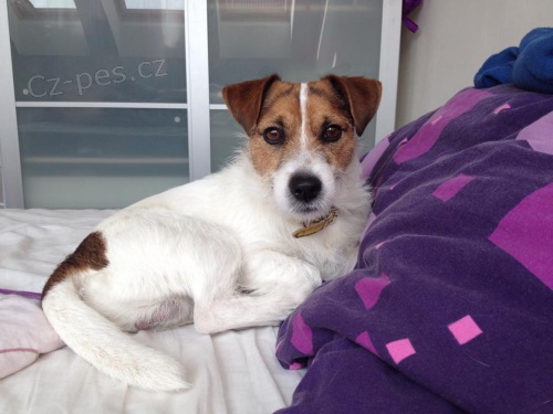 Nab�z�m psa ke kryt�  :) 