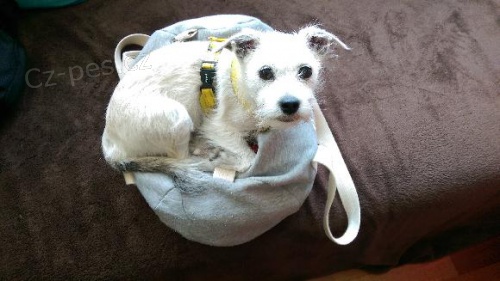 Hled� se malt�z��ek ke kryt� fenky