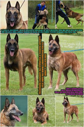 Belgick ovk malinois s PP - pijmme zznamy