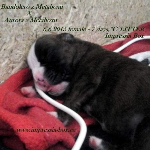 Boxer ��han� �t���tka s PP