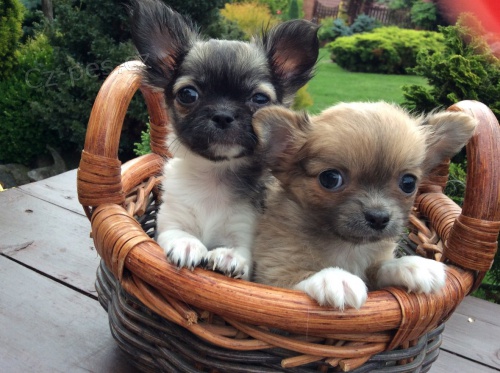 Dlouhosrst� �ivava S PP - mini