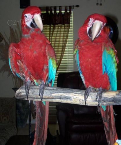  P�r modr� & zlat� papou�ek papou�ci - Prodej   