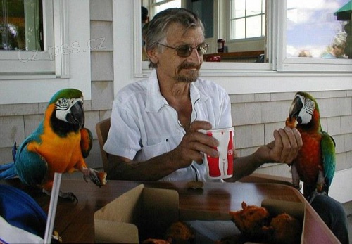 Rozko�n� purpur s modr�mi a zlat� papou�ek papou�ci