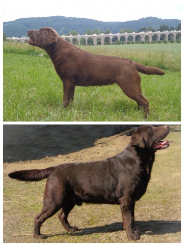 �t���tka �okol�dov�ho labradorsk�ho retr�vra s PP na prodej