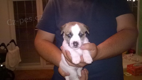 Jack Russell teri�r s PP