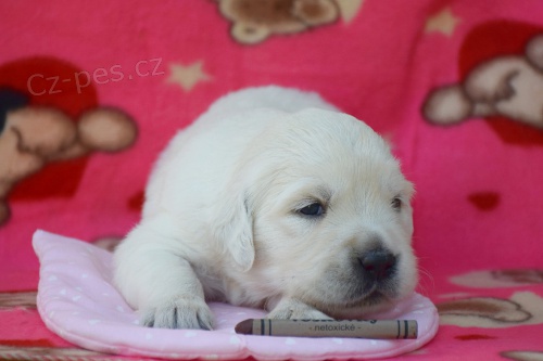 �t���tka zlat�ho retr�vra s PP