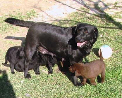 Labradorsk� retriever - �t���tka