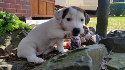 Jack Russell Teri�r